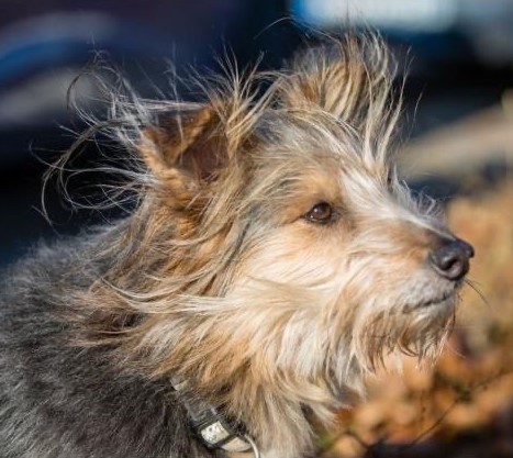 Rocky – der erste Hund, der durch die Tiertafel betreut wurde