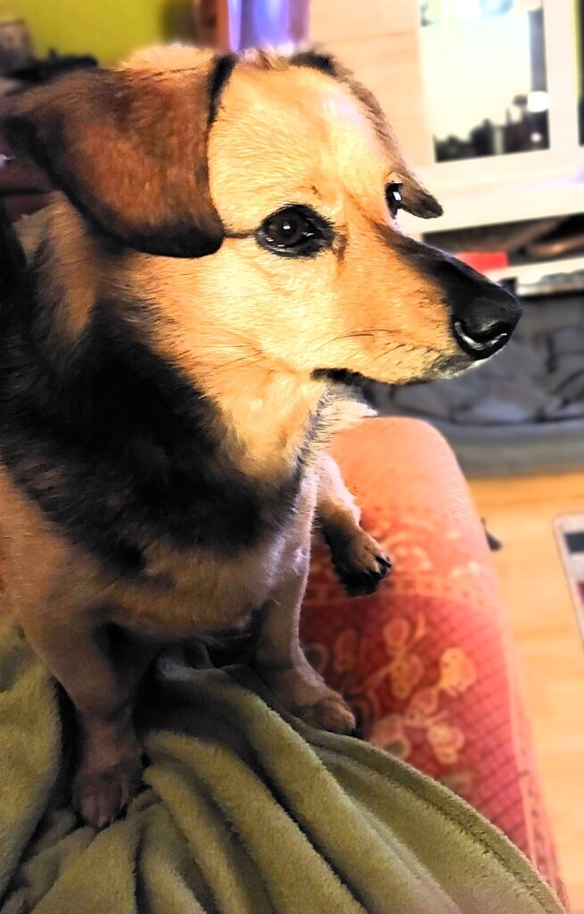 Chester – schlief sanft im Arm seines Frauchens ein Chester – schlief sanft im Arm seines Frauchens ein