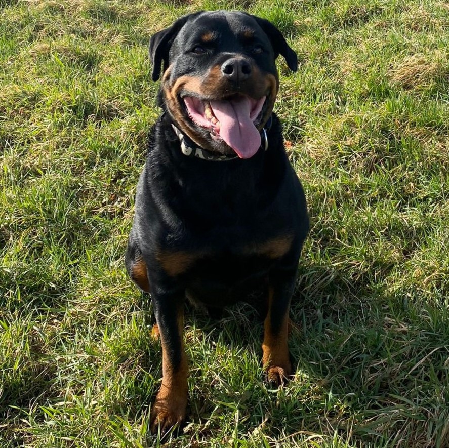 Paco – so ein freundlicher Rottweiler