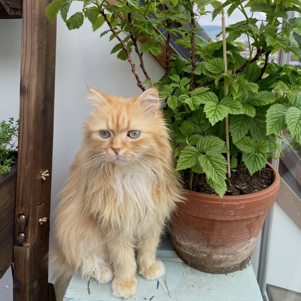 Hartmut – ein junger aber schwer kranker Kater Hartmut – ein junger aber schwer kranker Kater